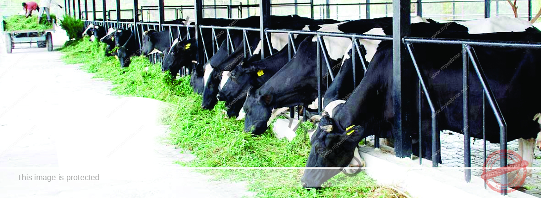 Livestock Technical Training